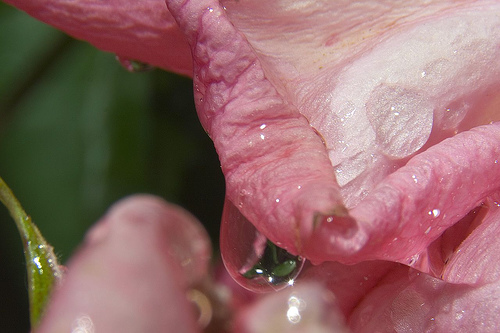 Tónico casero de agua de rosas