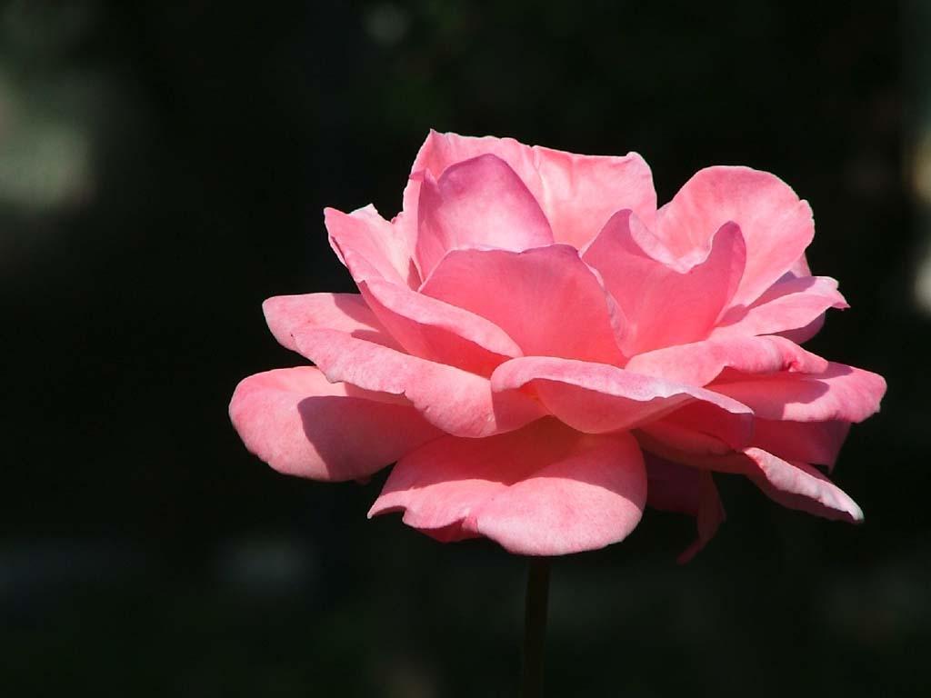 Loción de agua de rosas